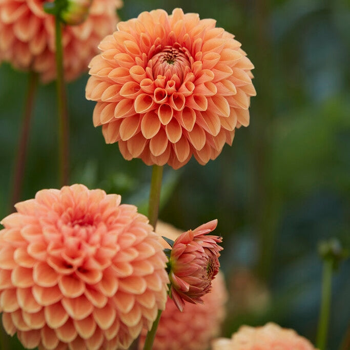 Dahlia Boll Jowey Linda 1-pack NYHET